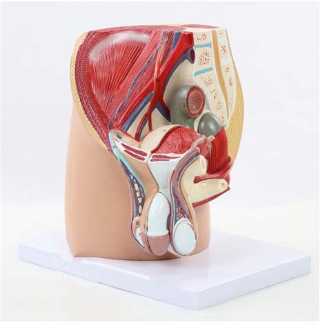 Buy Fvdsghdf Male Genital Urinary Pelvic System Pelvic Model Pelvic