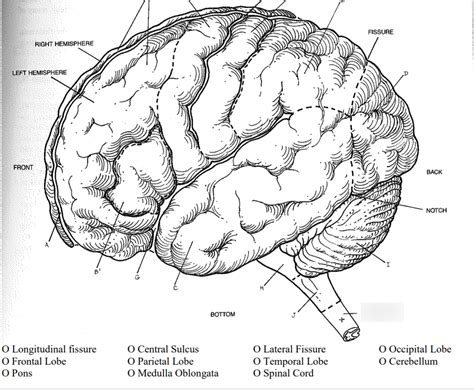 Neuroanatomy Diagram Quizlet