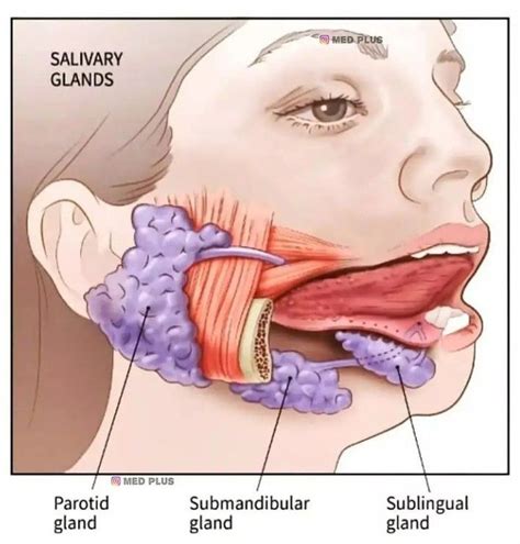 Salivary Glands MEDizzy