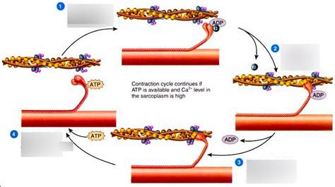 Sliding Filament Model Diagram Quizlet