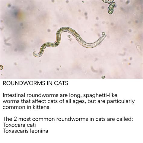 Roundworms in cats/kittens | Willoughby Veterinary Hospital