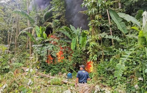 Destruyen 10 Manzanas De Cultivos De Coca En Trujillo La Noticia HN