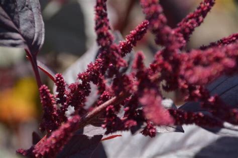 Premium Photo Close Up Of Red Flowers