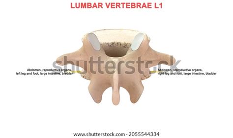 Lumbar Vertebrae L1 Bone Anatomy Labeled Stock Illustration 2055544334