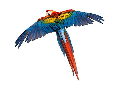 Royalty Free Scarlet Macaw Pictures, Images and Stock Photos - iStock