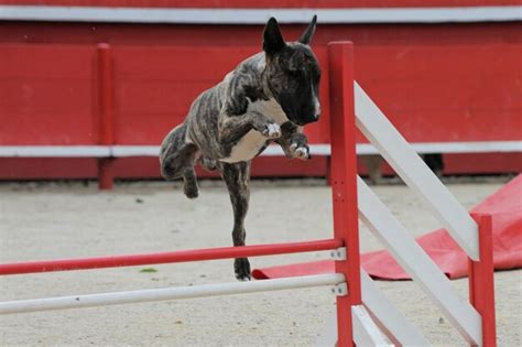 Premium Photo | Bull terrier in agility