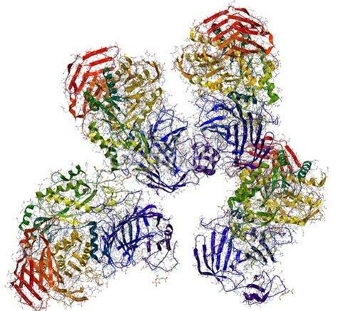 Crystal structure of sucrase-isomaltase and N-terminal domain of SI ...