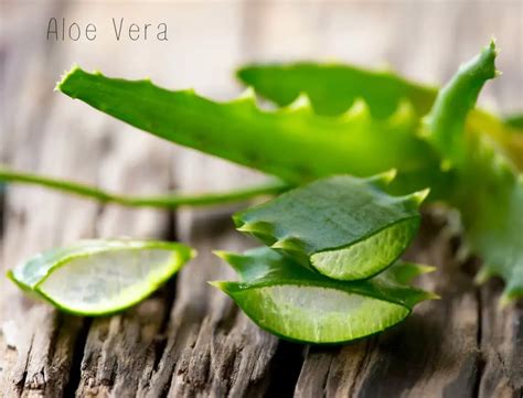 Quels Sont Les Bienfaits De L Aloe Vera Pour La Peau