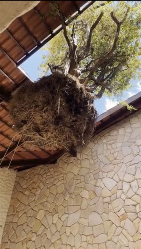 Poeta Bráulio Bessa planta pé de acerola gigante em casa e viraliza nas