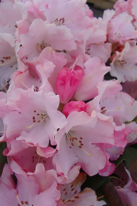 Buy Mardi Gras Rhododendron Free Shipping Wilson Bros Gardens