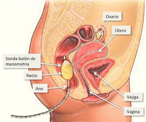 Digestio Aparatua Mind Map