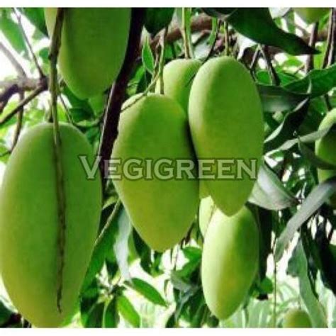 Green Healthy And Natural Amrapali Mango At Best Price In Vadodara