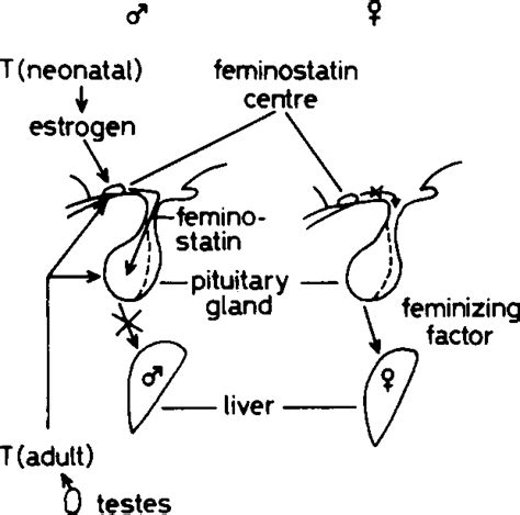 Figure 2 From Role Of The Hypothalamo Pituitary Liver Axis In Sex Differences In Susceptibility