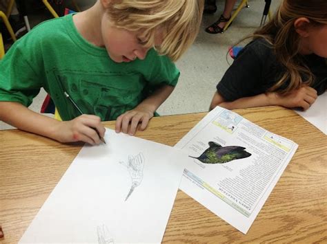 Scientific Bug Drawings