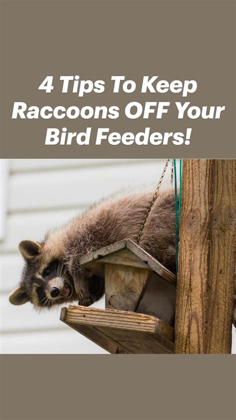 8 Ways To Keep Bears Away From Bird Feeders 2023 Artofit