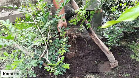 Cara Mudah Grounding Bakalan Bonsai Kemuning Youtube