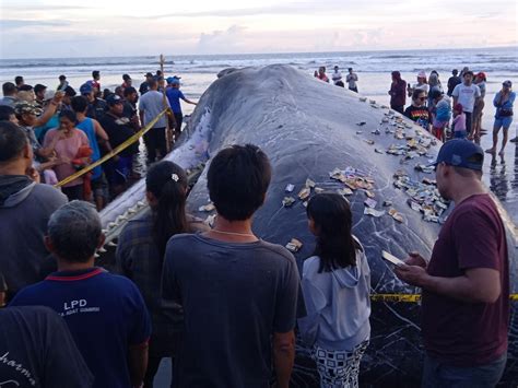 Third Whale Beached In Bali This Week Autopsy To Take Weeks