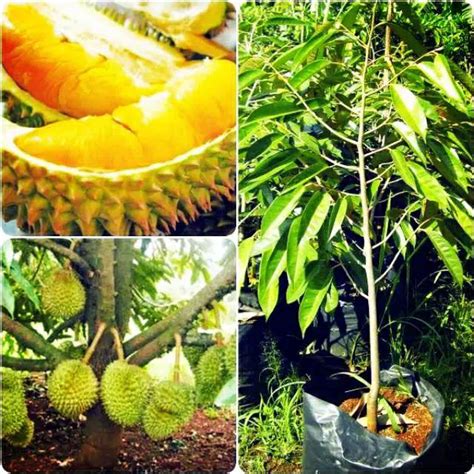 Jual BIBIT TANAMAN DURIAN MUSANG KING Shopee Indonesia