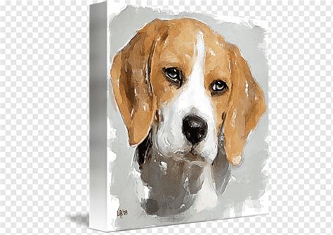 Beagle harrier foxhound inglés foxhound americano beagle harrier