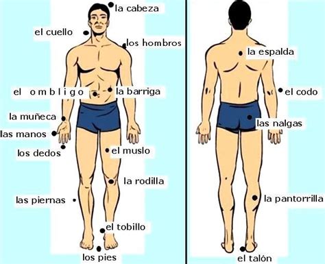 Dibujos Imagenes Biologia Y Mas Dibujos Del Cuerpo Humano Y Sus Partes