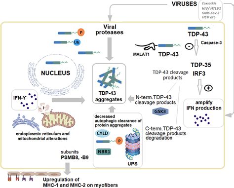 Regulation Of Tdp In Viral Infections Potential Implications For