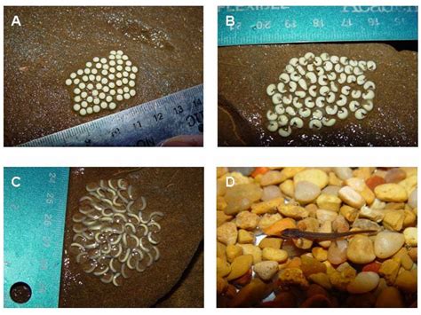 Chronology Of Development Of Southern Two Lined Salamander Eurycea