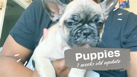 French Bulldog Available Puppy Update 7 Weeks Old Frenchies Youtube