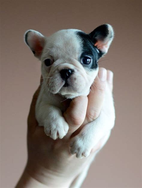 Yavru Bulldog | French bulldog puppies, Cute dogs, Cute puppies