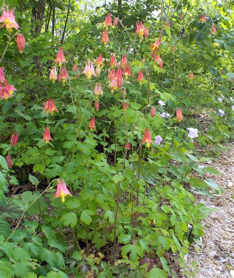 How About Growing These Native Perennials For Dry Shade Naturesurrounds