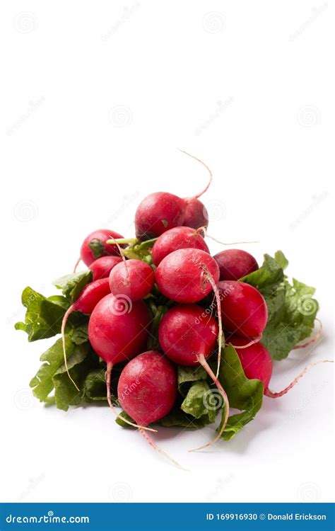 Bunch Of Radishes Isolated On White Background Stock Photo Image Of