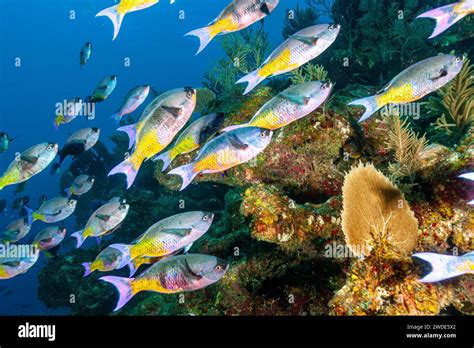 Belize School Of Creole Wrasse Clepticus Parrae Stock Photo Alamy