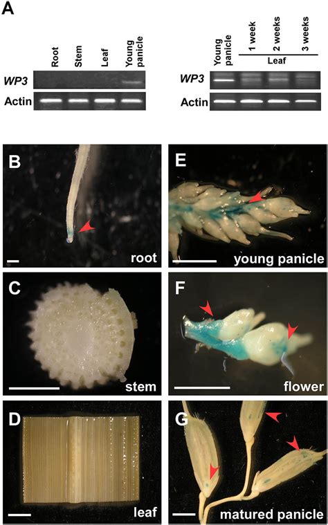 Frontiers White Panicle A Novel Nucleus Encoded Mitochondrial