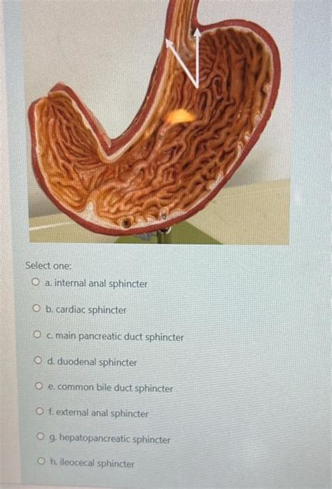 Solved Select One O A Internal Anal Sphincter O B Cardiac Chegg