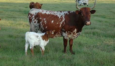 Florida Cracker Cattle Hobby Farms