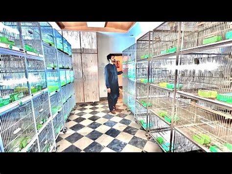 Visit CN Aviary Birds Breeding Setup Birds Business LoveBirds