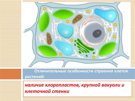 Kletka_rasteniy - online presentation