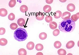 Lymphocytes Under Microscope