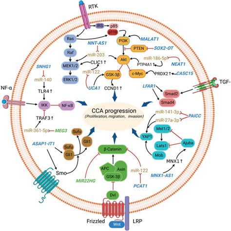 Circrnas Regulate Cancer Related Signaling Pathways Including