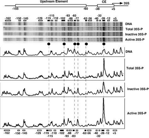 UV Photofootprints In Active And Inactive Promoters DNA Was Irradiated