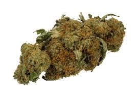 Wild Dagga Bud & Leaf Cut 10 grams organic | Traveling Leaf