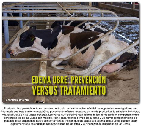 EDEMA UBRE PREVENCIÓN VERSUS TRATAMIENTO Ganaderia SOS Solución