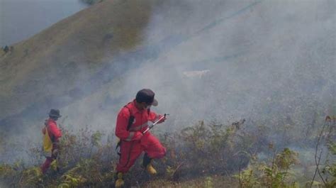 8 Hektare Lahan Tebu Hangus Terbakar Di Bondowoso Angin Kencang