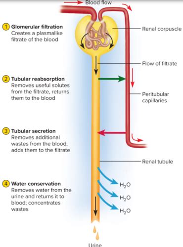 23 3 Urine Formation I Glomerular Filtration Flashcards Quizlet