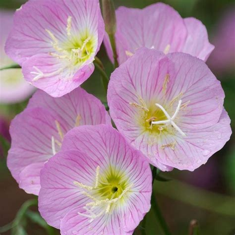 Pcs Showy Evening Primrose Seeds Fl Mexican Primrose Oenothera