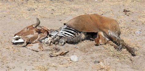 Dead Cow Medium Close Up Stock Image Image Of Death 125803841