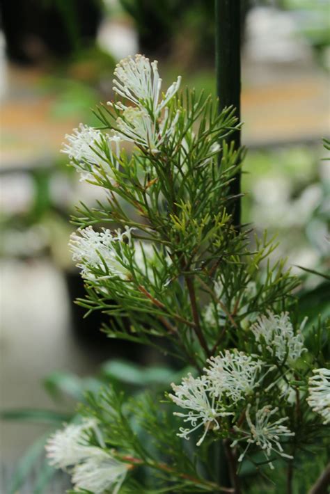 Hakea Lissocarpha Honingstruik Honeybush Hortus Botanicus Leiden