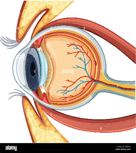 Diagrama De La Anatom A Del Globo Ocular Humano Imagen Vector De Stock