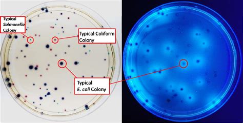 Comparison Of Recovery And Enumeration Of Escherichia Coli