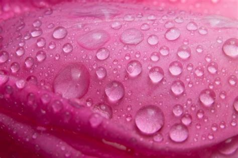 Fondo macro gotas de agua en los pétalos de rosas rosadas Foto Premium