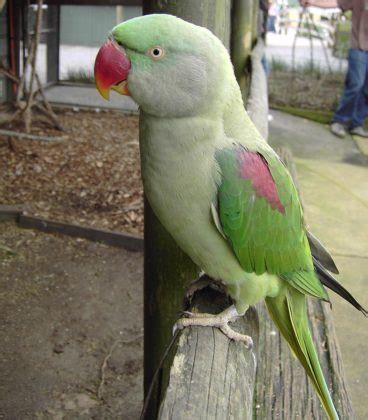 Alexandrine Parrot Care, Behavior, Price and Lifespan